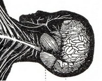 Sketch of the skull and brain